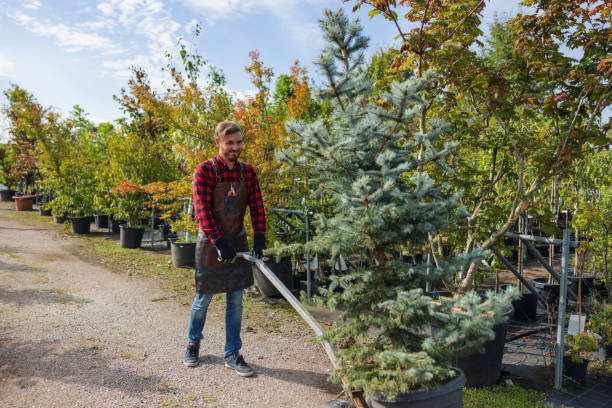 How Our Tree Care Process Works  in  Flossmoor, IL